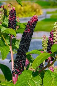 Attēlu rezultāti vaicājumam “Phytolacca acinosa”