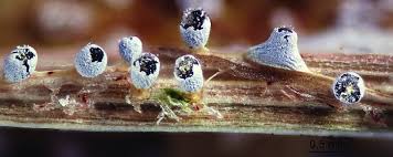 Attēlu rezultāti vaicājumam “Physarum flavicomum stalked”