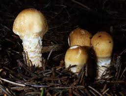 Attēlu rezultāti vaicājumam “Lepiota clypeolaria”