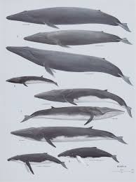 Image result for Balaenoptera omurai