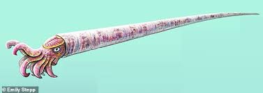 Attēlu rezultāti vaicājumam “Endoceras”