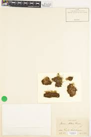 Attēlu rezultāti vaicājumam “Mnium stellare”