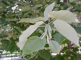 Attēlu rezultāti vaicājumam “Tilia tomentosa leaf”