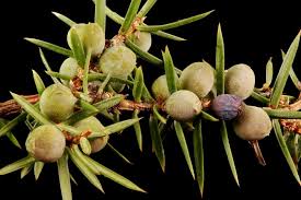 Attēlu rezultāti vaicājumam “Juniperus communis female flower”