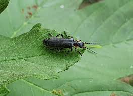 Attēlu rezultāti vaicājumam “Cantharis obscura”