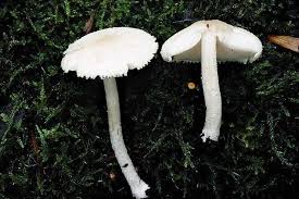 Attēlu rezultāti vaicājumam “Pluteus umbrosus”