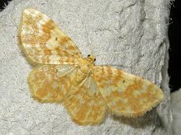 Attēlu rezultāti vaicājumam “Hydrelia flammeolaria”