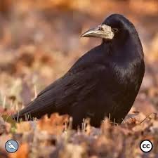 Attēlu rezultāti vaicājumam “Corvus frugilegus adult”