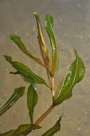 Attēlu rezultāti vaicājumam “Potamogeton lucens leaf”