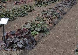 Image result for Heuchera `Palace Purple`
