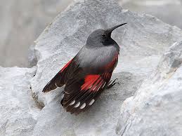 Image result for Tichodroma muraria