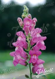 Image result for Antirrhinum majus