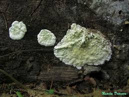 Attēlu rezultāti vaicājumam “Gloeoporus pannocinctus”