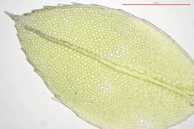 Attēlu rezultāti vaicājumam “Mnium marginatum”