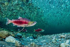 Image result for Oncorhynchus nerka