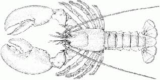Image result for Homarus americanus