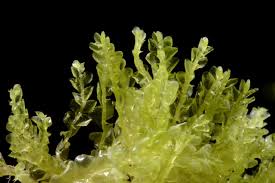 Attēlu rezultāti vaicājumam “Chiloscyphus pallescens”