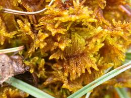 Attēlu rezultāti vaicājumam “Palustriella commutata”