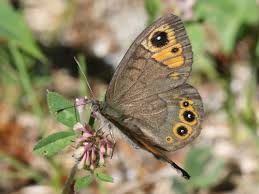 Attēlu rezultāti vaicājumam “Lasiommata petropolitana”