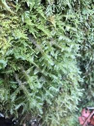 Attēlu rezultāti vaicājumam “Neckera complanata”