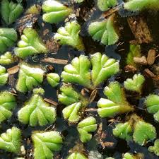 Attēlu rezultāti vaicājumam “Ricciocarpos natans”