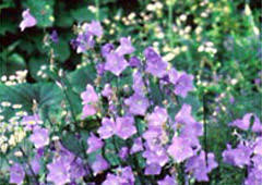 Attēlu rezultāti vaicājumam “Campanula persicifolia”