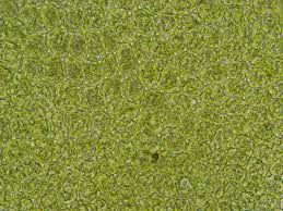 Attēlu rezultāti vaicājumam “Lejeunea cavifolia”