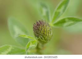 Attēlu rezultāti vaicājumam “Trifolium medium bud”