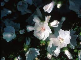 Image result for Malva moschata alba