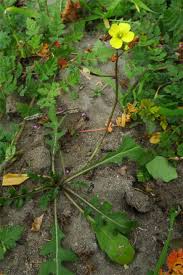 Attēlu rezultāti vaicājumam “Diplotaxis muralis”