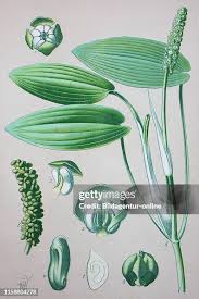 Attēlu rezultāti vaicājumam “Potamogeton natans”