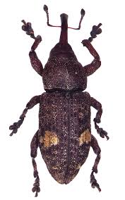 Attēlu rezultāti vaicājumam “Pissodes piniphilus”