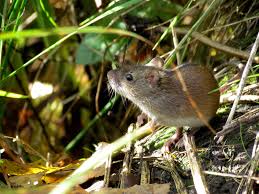 Attēlu rezultāti vaicājumam “Apodemus agrarius”