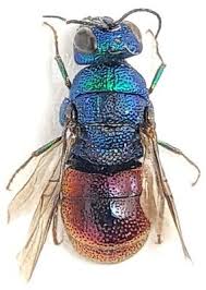 Attēlu rezultāti vaicājumam “Hedychrum sp.”