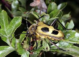 Attēlu rezultāti vaicājumam “Pachyta quadrimaculata”