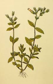 Attēlu rezultāti vaicājumam “Cerastium sylvaticum”