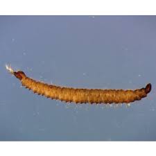 Attēlu rezultāti vaicājumam “Psychodidae”