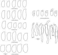 Attēlu rezultāti vaicājumam “Antrodia crassa”