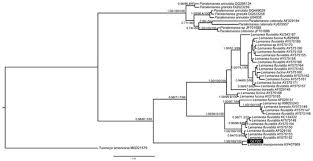 Attēlu rezultāti vaicājumam “Lemanea fluviatilis”
