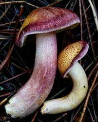 Attēlu rezultāti vaicājumam “Tricholomopsis rutilans”