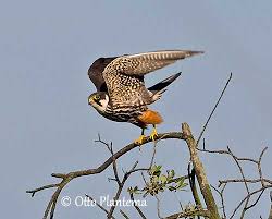 Attēlu rezultāti vaicājumam “Falco subbuteo adult”