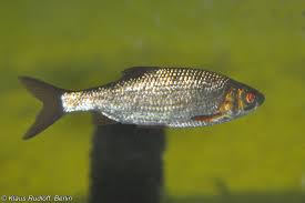 Image result for Rutilus rutilus