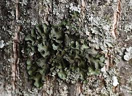 Attēlu rezultāti vaicājumam “Pleurosticta acetabulum”