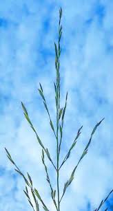 Attēlu rezultāti vaicājumam “Glyceria maxima”