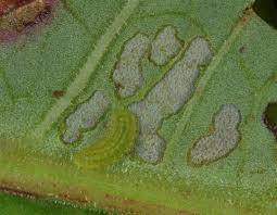 Attēlu rezultāti vaicājumam “Lycaena dispar underside”