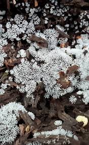 Attēlu rezultāti vaicājumam “Ceratiomyxa fruticulosa plasmodium”