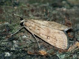 Attēlu rezultāti vaicājumam “Parapoynx stratiotata”