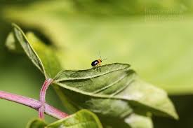 Attēlu rezultāti vaicājumam “Cryptocephalus pusillus”