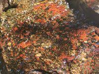 Attēlu rezultāti vaicājumam “Hildenbrandia rivularis”