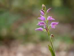 Attēlu rezultāti vaicājumam “Cephalanthera rubra flower”